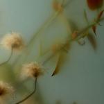 A0efeff40cb495b8c1b9243dad372acf_medium