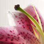 C54af9243bce9e97affed53354136020_medium