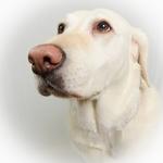 1c8395123f8e6fa8ce7049e1d43cefc4_medium