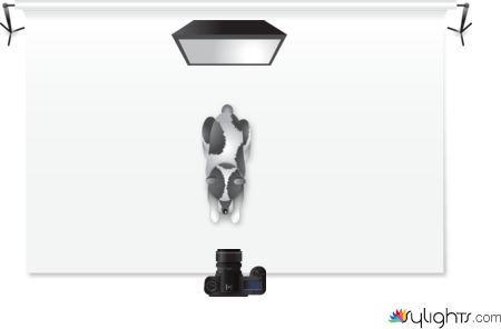 Frontal by Guest User