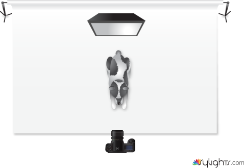 Rim/contraluz  by Guest User