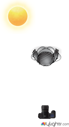 sun by Guest User