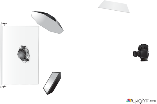 Renata Gómez  by Guest User