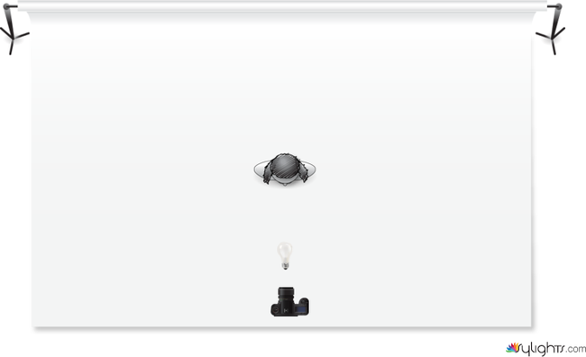 farfalla by Guest User