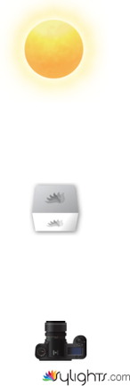 Tropical Summer Fruits by Guest User