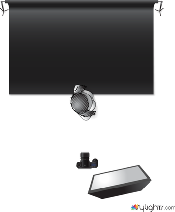 WOWIOWO by Guest User