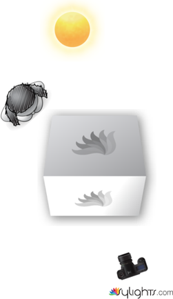 Packing the fish  by Guest User