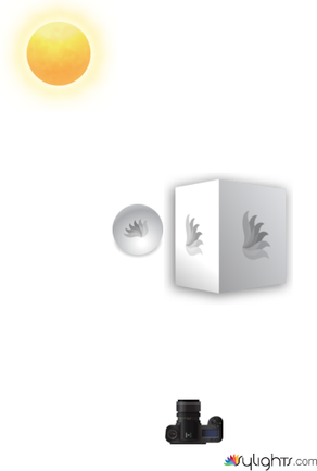 Blue Tit by Guest User