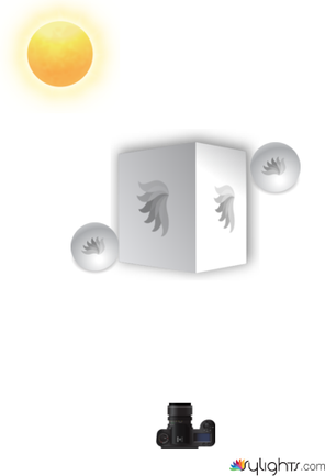 Squirrels by Guest User