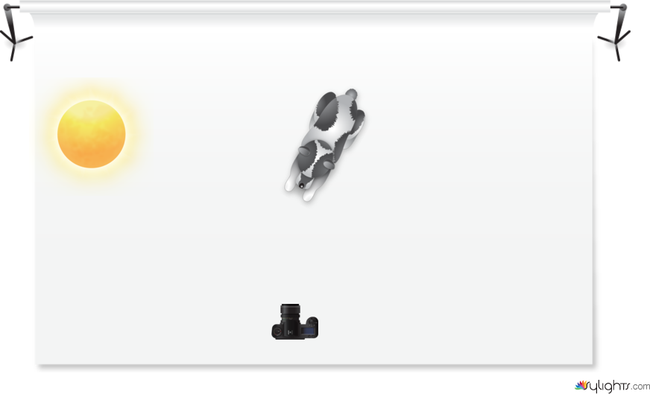 Ohdeer by Guest User