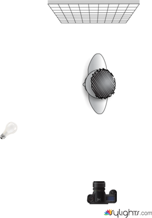 Planta Retrato politico by Guest User