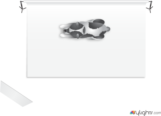 animal by Guest User