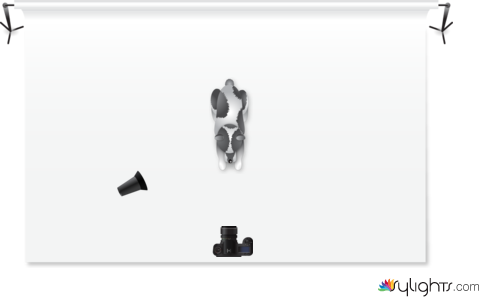 Rembrandt with a honeycomb by Guest User