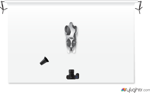 Rembrandt with a honeycomb by Guest User