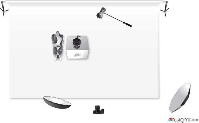 Prueba perro y gato by Guest User