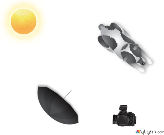 perro/atardecer by Guest User